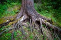 Roots of the old tree with moss in forest Royalty Free Stock Photo