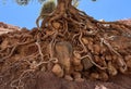 Roots of an old tree Royalty Free Stock Photo