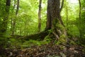 Roots of an old tree overgrown with moss and ivy in a natural deciduous forest, mystic fairy landscape, copy space