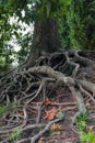 roots of an old tree on the river bank Royalty Free Stock Photo
