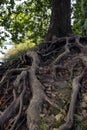 roots of an old tree on the river bank Royalty Free Stock Photo