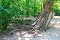 Roots of an old tree on the territory  the dendrological garden of the unique Askania Nova reserve. Kherson region. Ukraine Royalty Free Stock Photo