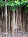 roots.Older banyan trees have tough is old time