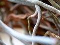 The roots of the orchids close up. Abstract futuristic background.