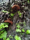 The roots are overgrown with fungus and moss