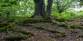 Roots overgrown with moss of a beech tree in a forest Royalty Free Stock Photo