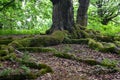 Roots overgrown with moss of a beech tree in a forest Royalty Free Stock Photo