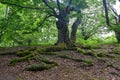 Roots overgrown with moss of a beech tree in a forest Royalty Free Stock Photo