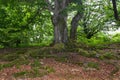 Roots overgrown with moss of a beech tree in a forest Royalty Free Stock Photo