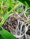 The roots of the pandan tree are fibrous and grouped