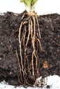 Roots of parsley under the soil