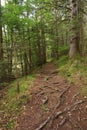 Roots on the path on the Soca Trail Royalty Free Stock Photo