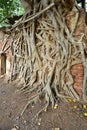 Roots of Photi Tree