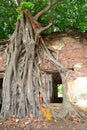 Roots of Photi Tree