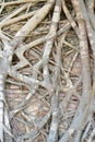 Roots of Photi Tree