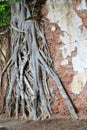 Roots of Photi Tree