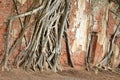 Roots of Photi Tree