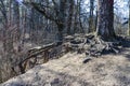 The roots of the pine protrude above the cliff