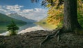 Roots Of Pine Tree Exposed On The Edge Of Bowman Lake In Glacier Royalty Free Stock Photo