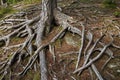 Roots of a pine tree on Paradisbukta at Steinkjer in Norway Royalty Free Stock Photo