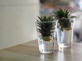 Roots of the pineapple sprout, Propagation Planting pineapples in water plastic glasses, Breeding