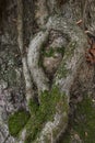 Roots of a plane tree Royalty Free Stock Photo