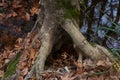 Roots of a plane tree Royalty Free Stock Photo