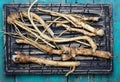 Roots of plant horseradish Royalty Free Stock Photo