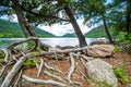 Roots and rocks beside Jordan Pond in Acadia National Park, Maine Royalty Free Stock Photo