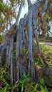 roots of sea pandan, sand pandan or thorn pandan (Pandanus odorifer) Royalty Free Stock Photo