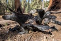 Roots of Sequoias burnt sequoias Sequoia National Park Royalty Free Stock Photo