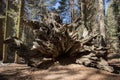 Roots of Sequoias Sequoia National Park Royalty Free Stock Photo