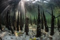 Roots and Shadows in Mangrove Forest