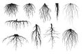 Tree roots silhouettes isolated on white, vector set of taproot and fibrous root systems Royalty Free Stock Photo