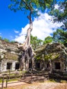 Roots of a silk-cotton tree, Ta Phrom Temple, Angkor, Siem Reap Province, Cambodia