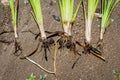 Roors of simplestem bur-reed Sparganium erectum