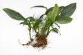 Roots of small exotic houseplants before repotting with expanded clay pellets cultivated in passive semi hydroponics