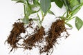 Roots in soil of small exotic houseplants before repotting