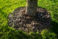 The roots are sprinkled with pine bark to keep them warm.