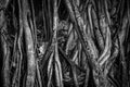 The roots and stems of the banyan tree are densely packed, looking cluttered as the surface of the wood