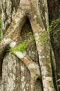 Roots of a strangler fig tightly grip a Florida cypress. Royalty Free Stock Photo