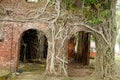 Roots of strangler tree climb over wall Royalty Free Stock Photo