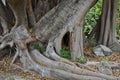 Roots and stub of old banyan tree Royalty Free Stock Photo