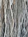 Roots system of a Ficus Religiosa tree Royalty Free Stock Photo