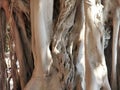 Roots system of a Ficus Religiosa tree Royalty Free Stock Photo