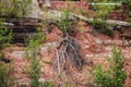 Roots taking a life of their own and sprouting leaves on a cliff with foundations of buildings above - red earth and part of a red