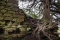 Roots taking over ancient building in Ayrshire