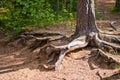 The roots of the tree. Royalty Free Stock Photo
