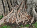 Roots tree Royalty Free Stock Photo