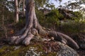 roots from tree in bushland on NSW central coast of Australia Royalty Free Stock Photo